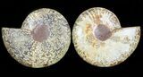Polished Ammonite Pair - Agatized #45506-1